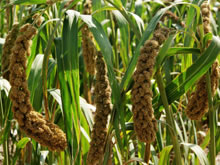 Verbesserung des landwirtschaftlichen Mikroklima